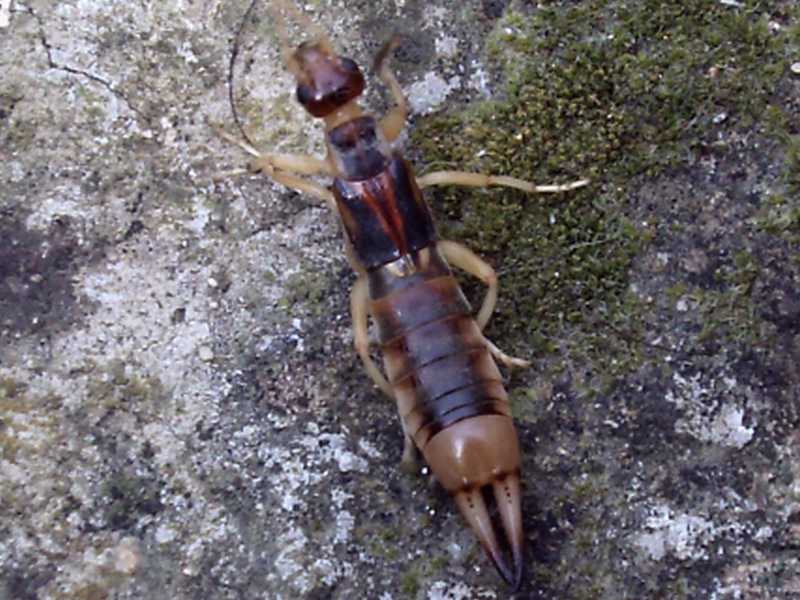 gigante:  Labidura riparia